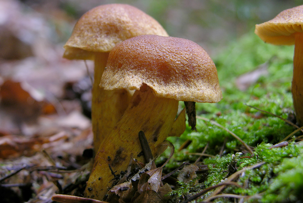 Serie Limonius-Sottosezione Orellani-Cortinarius tophaceus?